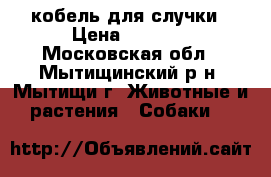 кобель для случки › Цена ­ 5 000 - Московская обл., Мытищинский р-н, Мытищи г. Животные и растения » Собаки   